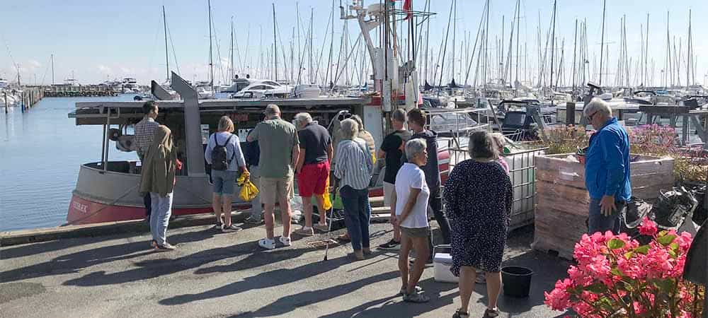 Friske fisk på Vedbæk Havn
